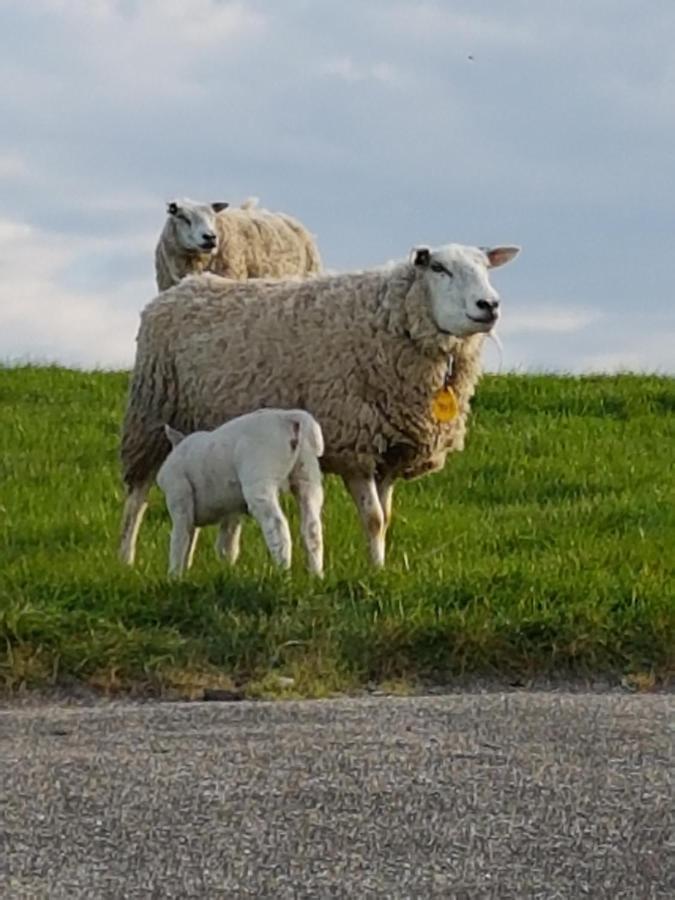 "Het Steechje" In Ie Bij Schiermonnikoog En Ameland Διαμέρισμα Ee Εξωτερικό φωτογραφία